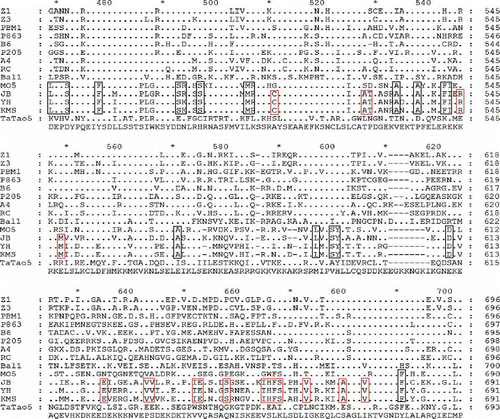 Fig. 1 (Colour online) Amino acid sequence alignments of the highly variable region at sites 468–670 aa of replicase among ACLSV isolates. The conserved amino acids among ACLSV isolates JB, YH and KMS are marked with red boxes, and amino acids conserved among these three ACLSV isolates and an apple isolate MO-5 are marked with black boxes.