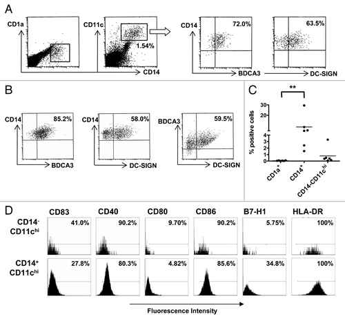 Figure 1. CD14+BDCA3+ myeloid cells with an immature phenotype outnumber CD1a+ dendritic cells in metastatic melanoma suspensions. (A) CD14 vs. CD1a staining in a representative single-cell suspension from a melanoma metastasis, upon gating of CD14+CD11chi cells to reveal their surface expression of BDCA3 and intracellular expression of DC-SIGN. (B) CD14, BDCA3 and DC-SIGN triple-staining in a representative melanoma single-cell suspension. (C) Percentage of CD1a+ dendritic cells (DCs) vs. CD14+ or CD14−CD11chi antigen-presenting cells (APCs) in single-cell suspensions from metastatic melanomas (n = 6). CD1a was gated out of the CD14+ and CD14−CD11chi APCs. **p < 0.01 in a repeated measures Friedman test with post-hoc multiple comparisons Dunn’s test. (D) Cytofluorometric analysis of gated CD14− or CD14+CD11chi cells from a representative metastatic melanoma single-cell suspension. The percentage of positive cells among total cell suspensions is indicated and markers denote fluorescence intensity of the IgG1 isotype control.