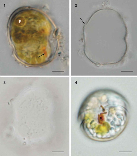 Figs 1–4. Light micrographs of cysts and cells of Caladoa arcachonensis from France. Fig. 1. Ventral view showing the outline and a post-equatorial cingulum of a living cyst with a pyrenoid (p) and eyespot (arrow). Fig. 2. The cyst in Fig. 1 upon germination showing the chasmic archeopyle (arrow). Fig. 3. The cyst in Fig. 1 upon germination showing granular surface. Fig. 4. Ventral view of the germinated cell from the cyst in Fig. 1, showing a red eyespot in the sulcal area (e). Scale bars = 5 μm.