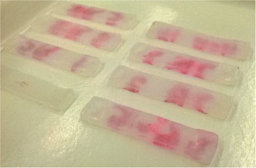 Figure 3. Brain tissue surrogate samples marked for mechanical testing.