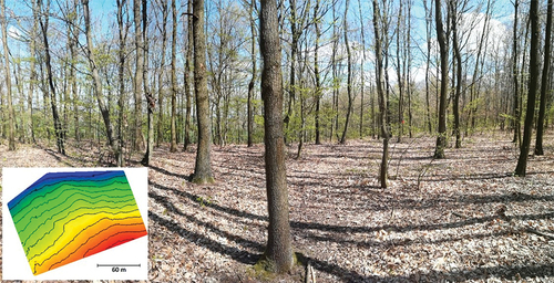 Figure 2. Site 1 (“young forest”) – a terrestrial photo with hypsometric expression of the terrain shape (altitude contours are at a step of one meter altitude).