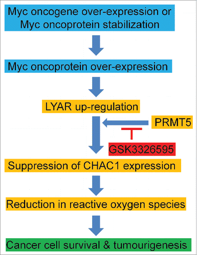 Figure 1. Up-regulation of LYAR by Myc protects cancer cells against apoptosis through reducing CHAC1 gene expression. Myc oncoproteins directly up-regulate LYAR expression by activating its gene transcription. LYAR interacts with PRMT5 and thereby suppresses CHAC1 gene transcription, leading to reactive oxygen species reduction, cancer cell survival and tumourigenesis. The PRMT5 inhibitor GSK3326595 is likely to block LYAR-mediated cell survival.