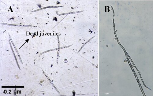 Figure 3. Effect of C. rosea culture filtrate on M. incognita juvenile mortality. (A) C. rosea treated juveniles. (B) Disintegrated dead juvenile.