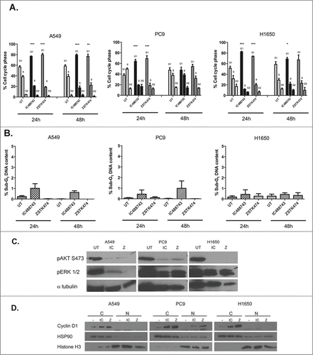 Figure 6. IC488743 and ZSTK474 treatment alters G1 cell cycle progression without inducing apoptosis. (A) Control, IC488743 and ZSTK474 treatment at GI75 concentrations for A549 (IC 65µM and Z 1µM), PC9 (IC 100µM, Z 1.3µM), and H1650 (IC 55µM, Z 1.6µM) cells were assessed for relative cell cycle distributions by propidium iodide (PI) staining of DNA following 24hr and 48hr of treatment. Mean percentages of cells in G0/G1, S, and G2/M are indicated. Error bars represent standard deviation, (n=3) and Student t test showed significant difference (*p <0.05). (B) Control, IC488743, and ZSTK474 treated A549, PC9 and H1650 cells were analyzed for % sub-G1 population indicating apoptosis. Mean percentages of sub-G1 cells are displayed. Error bars represent standard deviation, (n=3). (C) Markers for pathway activation and apoptosis assayed in A549, PC9, and H1650 cells treated at GI75 concentrations of IC488743 (IC) or ZSTK474 (Z) for 24 and 48hr then harvested for western blot analysis. (D) Cells treated for 48hr with GI75 concentrations of IC488743 or ZSTK474 were subjected nuclear and cytosolic fractionation then western blot analysis to determine the sub cellular localization of G1 to S-phase regulatory protein cyclin D1.