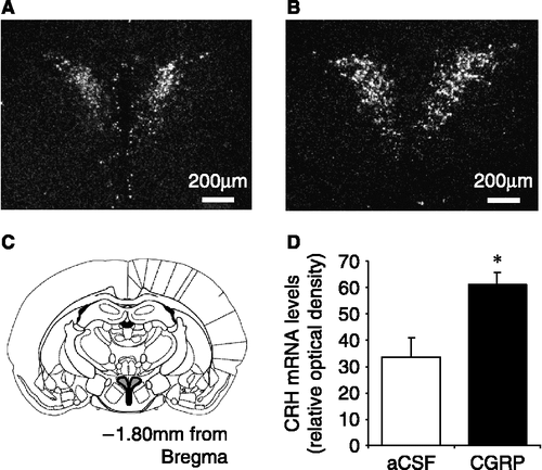Figure 3 Representative dark field images of CRH mRNA expression in the hypothalamic paraventricular nucleus (PVN) in ovariectomized rats in response to (A) aCSF (4 μl icv) or (B) CGRP (1.5 μg icv). (C) Diagram showing the location of the PVN in a rostral coronal section of the rat brain indicated by the shaded area. (D) Summary of the effect in ovariectomized rats of central CGRP on CRH mRNA expression in the PVN when compared with aCSF-treated (control) rats. CRH mRNA levels are expressed as integrated density, and were calculated by comparing the optical density due to silver grain over the PVN to that of the background, using the analysis package Scion Image. *p < 0.05 versus aCSF-injected control rats. n = 7–8 rats per group.