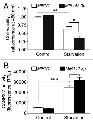 Figure 8.MIR142-3p increases cell death induced by starvation. HCT116 cells were seeded in 96-well plates. After transfection with the MIR142-3p mimic or MIRNC (50 nM), cells were incubated in normal complete medium or in EBSS for starvation induction for 24 h. (A) Cell viability was determined using a colorimetric assay kit. (B) Apoptosis was determined by assaying the CASP3 and CASP7 activities. RFU indicates relative fluorescence units. The data are expressed as the mean ± SEM (n = 3). **P < 0.01 and ***P < 0.001 vs the unstarved control transfected with MIRNC. #P < 0.05 vs the starved control transfected with MIRNC.