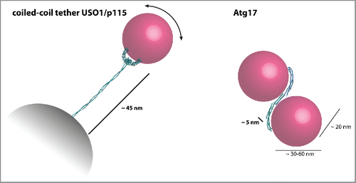 Figure 1. Comparison of the conventional coiled-coil tether USO1/p115 with the unconventional autophagic tether Atg17. The flexible coiled-coil dimer of USO1/p115 (left) tethers COPI-vesicles to the Golgi and spans a distance of ∼45 nm. In contrast, the S-shaped Atg17 dimer (right) captures 2 Atg9 vesicles bringing them in close proximity. Structures were prepared using PyMol and pdb-files 2W3C (head domain of USO1/p115), 2ZTA (coiled coil of USO/p115) and 4HPQ (Atg17).