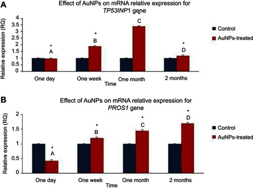 Figure 4 The effect of AuNPs exposure on the mRNA expression level of the PROS1 and TP53INP1 genes: qRT-PCR results in lung tissue of rats at one day, one week, one month and two months post-injection of AuNPs. (A) The mRNA relative expression of TP53INP1 gene; (B) mRNA relative expression of PROS1 gene. Data were expressed as means± SEM (n=4) of triplicate experiments. Groups having different letters are significantly different from each other at p<0.05. Groups having (*) are significantly different compared with their control groups at p<0.05.