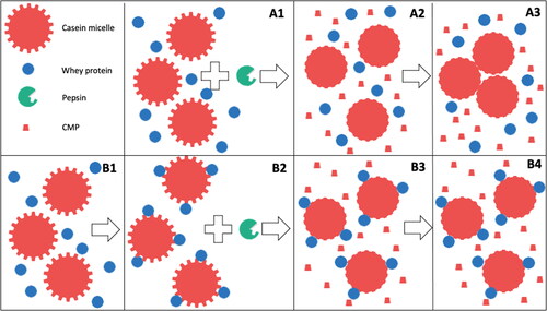 Figure 2. Pepsin induced coagulation of casein micelles in unheated (A1-A3) or heated (B1-B4) milk. A1 = unheated milk, A2 = unheated milk incubated with pepsin, A3 = aggregation of pepsin-destabilized casein micelles. B1 = unheated milk, B2 = heated milk, B3 = heated milk incubated with pepsin, B4 = lack of aggregation of pepsin-destabilized casein micelles in heated milk. CMP: casein macropeptide.