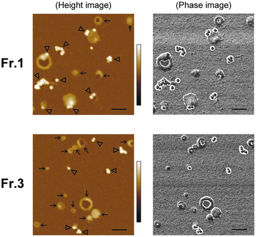 Figure 4. Detection of PS on EV surfaces by gold labelling. MIA PaCa-2 sEVs were labelled using 20-nm GNPs conjugated with MFGE8 and imaged by AFM in air. Representative AFM images of MIA PaCa-2 Fr.1 (upper) and Fr.3 (lower). In the topographic (height) image, arrows and arrowheads indicate the vesicles unbound and bound with GNPs, respectively (left). GNPs were discerned by their regular round shape, height, and clear phase contrast (right). Scale bars: 200 nm, colour bars: 50 nm.