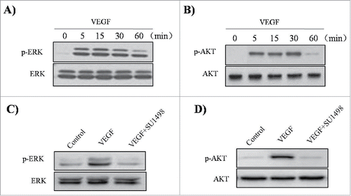 Figure 5. Effect of VEGF and SU1498 on phosphorylation of ERK1/2 and Akt in ASM cells. ASM cells were incubated at indicated times of VEGF (50 ng/ml), and then western blotting analysis for phospho-ERK 1/2 (A) and phospho-Akt (B) was performed. ASM cells were incubated with 0.5µM SU1498 for 2 h before treatment with VEGF (50 ng/ml) for 15 min, and then western blotting analysis for phospho-ERK 1/2 was performed (C). ASM cells were incubated with 0.5µM SU1498 for 2 h before treatment with VEGF (50 ng/ml) for 30 min, and then western blotting analysis for phospho-Akt was performed (D). The total ERK1/2 and Akt was used as a loading control. All experiments were done at least twice.
