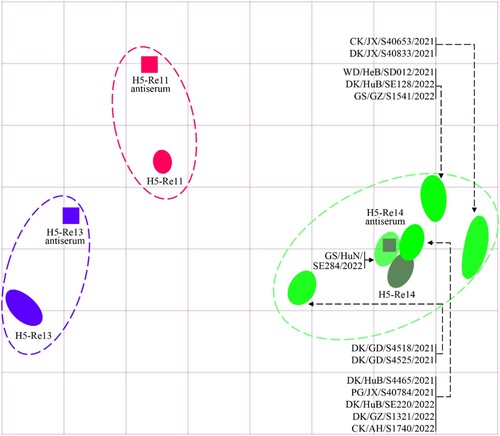 Figure 5. Antigenic cartography of H5N1 viruses. The antigenic map was generated by using the HI assay data shown in Table S4. Each unit in the coordinate represents a 2-fold difference in HI titer. The squares represent the antisera generated from the indicated viruses. The different coloured ovals show the viruses used for antisera generation and the test viruses.