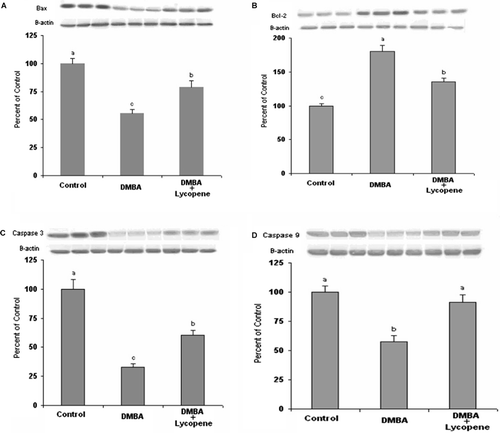 Figure 1.  Effect of lycopene on (A) hepatic Bax, (B) Bcl-2, (C) caspase-3, and (D) caspase-9 expression in rats with DMBA-induced liver injury. The band intensity was quantified by densitometric analysis. Each bar represents the SEM (n = 3). β-Actin was used to ensure equal protein loading. Data points with superscripts a, b, c indicate significant difference at the level of p < 0.05 (Fisher’s multiple comparison test). DMBA, 7,12-dimethylbenz[a]anthracene.