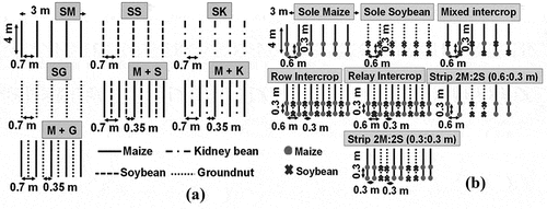 Figure 3. Planting design of maize-legume intercropping system in experiment I (a) and maize-soybean intercropping patterns in experiment II (b). SM; sole maize, SS; sole soybean, SK; sole kidney bean, SG; sole groundnut, M+S; maize-soybean, M+K; maize-kidney bean, M+G; maize-groundnut, strip intercrop 2 M:2S (0.6:0.3 m); two rows of maize alternating with two rows of soybean with 0.60 m row spacing and 0.30 m plant spacing, strip intercrop 2 M:2S (0.3:0.3 m); two rows of maize alternating with two rows of soybean with 0.30 m row spacing and 0.30 m plant spacing.