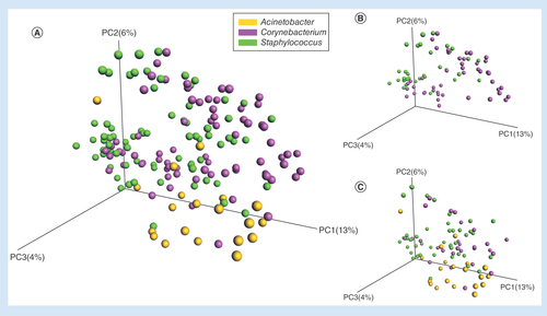 Figure 2. Differences in the results of the principal coordinate analysis of nasal microbiota between healthy subjects and patients with sepsis. (A) Principal coordinate analysis (PCoA) of septic patients and healthy subjects based on unweighted UniFrac distances. (B) PCoA of healthy subjects based on unweighted UniFrac distances. (C) PCoA of patients with sepsis based on unweighted UniFrac distances. The orange circles represent the samples (nasal microbiota) with the Acinetobacter type, the purple circles represent the samples with the Corynebacterium type and the green circles represent the samples with the Staphylococcus type.