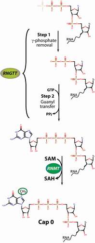 Figure 2. Biochemical pathways for m7G RNA capping. Capping is completed by two enzymes in mammals, RNGTT carries out the removal of the 5' phosphate (Step 1) and subsequent addition of the guanosine via the unique 5'-5' pyrophosphate linage (Step 2). This G-capped RNA is now a substrate for the RNMT, which uses SAM as the methyl donor to generate m7G capped RNA and S-adenosyl homocysteine (SAH). Additional methylation events depicted in Figure 1 are carried out by other enzymes and not described here