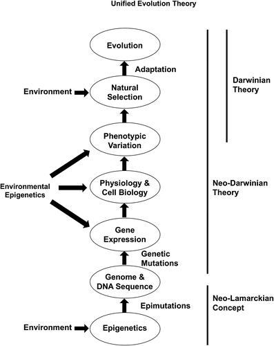 Figure 1. Unified theory of evolution with incorporation of epigenetics and epigenetic transgenerational inheritance. Inclusion of both darwinian concepts and neo-lamarckian concepts to expand evolutionary theory. Schematic of the unified theory of evolution. No dominance is suggested by the appearance of specific circles (e.g., epimutations versus genetics) such that all are equally important components. Modified from Skinner [Citation16].