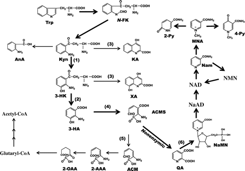 Fig. 1. Metabolic Pathway of l-Trp.Notes: 2-AAA, 2-aminoadipic acid; ACMS, α-amino-β-carboxymuconate-ε-semialdehyde; AMS, α-aminomuconate-ε-semialdehyde; AnA, anthranilic acid; N-FK, N-formylkynurenine; 3-HA, 3-hydroxyanthranilic acid; 3-HK, 3-hydroxykynurenine; KA, kynurenic acid; Kyn, kynurenine; MNA, N1-methylnicotinamide; 2-Py, N1-methyl-2-pyridone-5-carboxamide; 4-Py, N1-methyl-4-pyridone-3-carboxamide; Nam, nicotinamide; NaAD, nicotinic acid adenine dinucleotide; NaMN, nicotinic acid mononucleotide; NMN, nicotinamide mononucleotide; 2-OAA, 2-oxoadipic acid; QA, quinolinic acid; Trp, l-tryptophan. (1), kynurenine 3-monooxygenase; (2), kynureninase; (3), kynurenine aminotransferase; (4) 3-hydroxyanthranilic acid 3,4-dioxygenase; (5), α-amino-β-carboxymuconate-ε-semialdehyde decarboxylase; (6) quinolinic acid phosphoribosyltransferase.