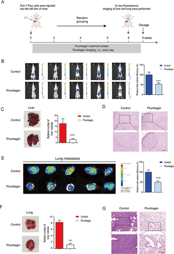 Figure 2 (A) Schematics of in situ liver cancer model development (B) Fluorescence imaging of experimental mice and comparison of fluorescence intensity. (C) Liver imaging and quantification of in situ liver nodules. (D) Liver hematoxylin and eosin (H&E) staining. (E) Lung fluorescence imaging and fluorescence intensity comparison. (F) Lung imaging and quantification of lung nodules. (G) Lung H&E staining. ***P < 0.001 vs the control group.