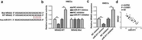 Figure 7. NR4A2 is a target of miR-511. (a) The putative binding sites between NR4A2 and miR-511 were predicted by TargetScan. (b) The luciferase activity of NR4A2-WT and NR4A2-Mut were measured in HNECs cells transfected with NC mimics or miR-511 mimics. (c) RT-qPCR showed NR4A2 expression in HNECs transfected with NC mimics, miR-511 mimics, NC inhibitor, or miR-511 inhibitor. (d) Correlation analysis between miR-511 and NR4A2 in nasal mucosal tissues from AR patients. **P < 0.01