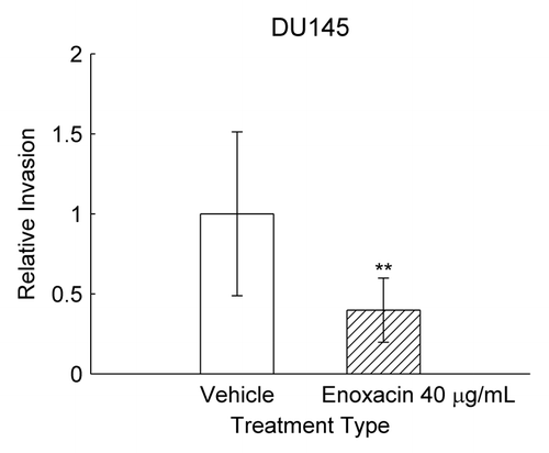 Figure 5. Effect of enoxacin on the invasive potential of PCa cells. Relative invasion was evaluated by Oris™ Cell Invasion Assay in DU145 cell line after exposure to enoxacin 40 μg/mL or DMSO (vehicle) at day eight. Data are presented as mean of three independent experiments performed in triplicates ± SD. Statistical significance (enoxacin vs. vehicle) was tested using the two-sided Student’s t-test. **p < 0.01, compared with vehicle group.
