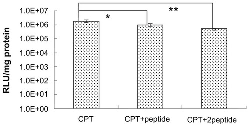 Figure 7 The free peptide competitive study. HepG2 cells were incubated in Dulbecco’s modified Eagle medium with different peptide concentrations before the transfection of chitosan/polyethylenimine/peptide/DNA polyplexes at weight/weight ratio of 20. Luciferase expression was detected at 24 hours posttransfection.Notes: *P < 0.05; **P < 0.01; values are presented as mean ± standard deviation.Abbreviations: CPT, chitosan/polyethylenimine/peptide complex; RLU, relative light unit; +peptide, 0.4 mg/well of peptide added; +2peptide, 0.8 mg/well of peptide added.