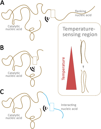 Figure 1. Model of putative temperature-sensing riboceptors.