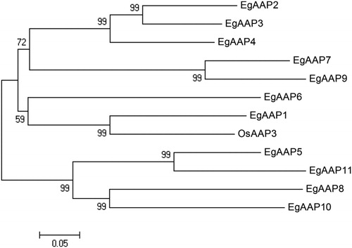 Figure 2. Phylogenetic tree of EgAAPs in E. guineensis based on amino acid sequences. The tree was drawn according to results generated by MEGA4.0 analysis using the neighbour-joining method with amino acids and the Poisson correction model. Bootstrap values calculated for 1000 replicates are indicated at corresponding nodes. Locus IDs of EgAAP in E. guineensis genes are given in Table 2.