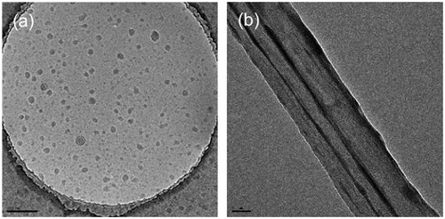 Figure 10. TEM micrographs of the aggregates formed by Baa-Lys(FITC)-Lys8-OH (a) in PBS buffer (1 mg.mL−1 @ pH = 7) and (b) with 10% SDS in PBS buffer. Scale bars = 200 and 50 nm, respectively. Adapted with permission from Yang et al.Citation31.