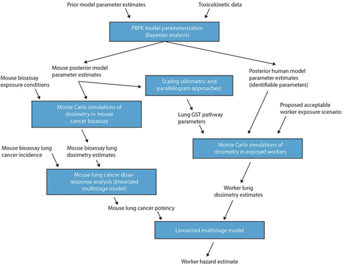 Figure 6 Process for OSHA methylene chloride PEL development and risk estimate.(Citation112) In developing their final rule, OSHA used Bayesian analysis to fit their model to multiple pharmacokinetic data sets for mice and humans to arrive at estimates for posterior distributions of PBPK model parameter values. Using these posterior parameter distributions, estimates of the dose surrogates (production of metabolites via the glutathione-S-transferase [GST] pathway in the lung) produced in the key mouse bioassay were computed. OSHA conducted analyses using the human PBPK model with a baseline set of parameters for the GST pathway derived from the mouse values via allometric scaling and an alternative human GST pathway parameter set derived by incorporating human in vitro metabolism data using the parallelogram approach (as described in Reitz et al.(Citation169)). The mouse lung dose surrogates were used as inputs to derive the parameters for the linearized multistage cancer dose-response relationship. The human lung dose surrogates for the new PEL were then computed using the human PBPK model, and working lifetime cancer estimates derived from the 95th percent upper confidence limit of the baseline and alternative dose surrogates.