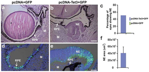 Figure 8. TET3 overexpression is sufficient to induce RPE reprogramming to NE. (a,b) Representative H&E histological sections at 3d PR and electroporation with (a) control plasmids pcDNA + GFP or (b) pcDNA-Tet3 + GFP (see material and methods). GFP immunofluorescence staining merged with DIC of electroporated eyes with (d) pcDNA + GFP or (e) pcDNA-Tet3 + GFP. (c) Percentage of eyes showing RPE reprogramming to NE at 3d PR after electroporation with pcDNA-Tet3 + GFP or pcDNA+GFP. DAPI (blue) was used for nuclear counterstaining. (f) Quantification of reprogrammed RPE in histological sections expressed as NE area (µm2) at 3d PR after electroporation with pcDNA-Tet3+ GFP. Mean ± standard error is shown. L: lens; M: mesenchyme; RPE: retinal pigment epithelium; NE: neuroepithelium. Scale bar in b is 50 μm and applies to a. Scale bar in e is 20 μm and applies to d.