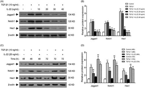 Figure 2. Effects of different doses and times of IL-22 on Notch1 pathway expression stimulated by TGF-β1 in HK-2 cells. (A) Western blot of Jagged1, Notch1, and Hes1 expressions in HK-2 cells treated with TGF-β1 in the presence of different doses of IL-22 (10–40 ng/ml) for 48 h. (C) Western blot of Jagged1, Notch1, and Hes1 expressions in HK-2 cells stimulated by TGF-β1 in the presence of IL-22 (20 ng/ml) for different times (24–96 h). (B) Quantitative analysis of western blot shown in A. **p <.01, compared with control group; ##p <.01, compared with TGF-β1 group. (D) Quantitative analysis of western blot shown in C. **p < .01, compared with control group (48 h), #p <.05, ##p <.01, compared with TGF-β1 group (48 h); &&p <.01, compared with control group (72 h), Δp <.05, compared with TGF-β1 group (72 h).