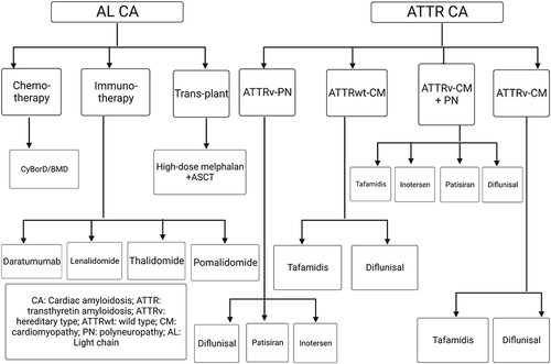 Figure 2 A scheme for the current therapeutics for the different subtypes of transthyretin and light-chain cardiac amyloidosis.