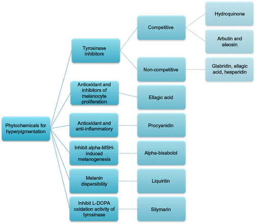 Figure 2 Cosmeceutical mechanism of action for phytochemicals.