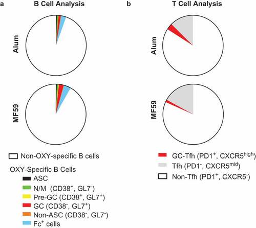 Figure 3. Flow cytometry analysis of OXY-specific B cells and 2W1S:I-Ab-specific CD4+ T cells in elderly mice. Elderly C57Bl/6 mice (aged 9–10 months) were immunized with OXY-KLH or 2W1SSA-PE, and lymph nodes and spleens were collected and analyzed at 7 days post-immunization. (a) Proportion of OXY-specific B cells subsets in mice immunized with OXY-KLH formulated with alum or MF59 (n = 5 per group). (b) Proportion of T cell subsets in mice immunized with 2W1SSA-PE formulated with alum or MF59 (n = 5 per group).