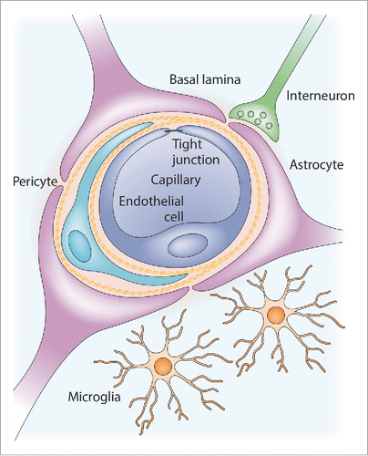 Figure 1. Anatomy of the neurovascular unit. A brain capillary comprised of specialized brain endothelial cells forms the blood-brain barrier (BBB). This capillary is surrounded by basal lamina (basement membrane), pericytes and astrocytic end-feet. Also microglia and neurons are in close contact with the BBB. Adapted by permission from Macmillan Publishers Ltd: Nature Reviews Neuroscience, ref. Citation4, copyright 2006.