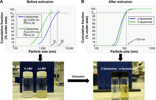 Figure S1 Physical appearance and calculation of D90 of ω-liposomes and control liposomes (C-liposomes) before (A) and after (B) extrusion.Abbreviations: C-LMV, control large, multilamellar vesicles; D90, size distribution at 90%; PDI, polydispersity index; ω-liposomes, docosahexaenoic acid-loaded liposomes; ω-LMV, docosahexaenoic acid-loaded large, multilamellar vesicles.