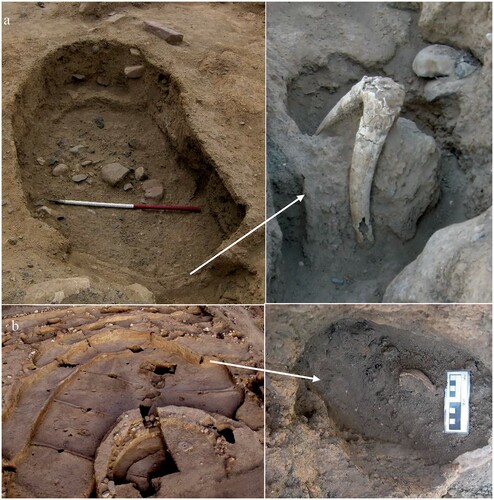 Figure 13 (a) Ibex/wild goat horn core embedded into the pisé wall of Structure O56; (b) fox skull within post-pipe in Structure O75 (photos: S. Mithen and B. Finlayson).