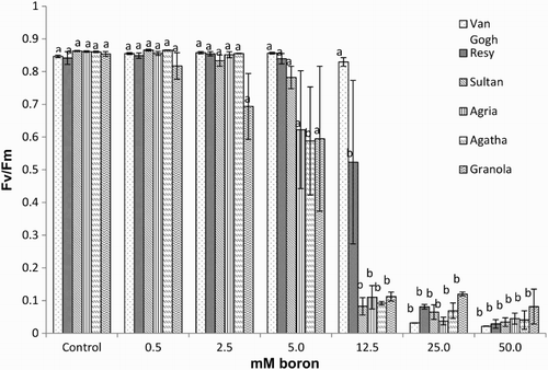 Figure 4. Fv/Fm of the potato (S. tuberosum L.) cultivar leaves grown under increasing boron concentrations for 15 days. Different letters denote significant differences in comparison to the control, assessed by ANOVA.