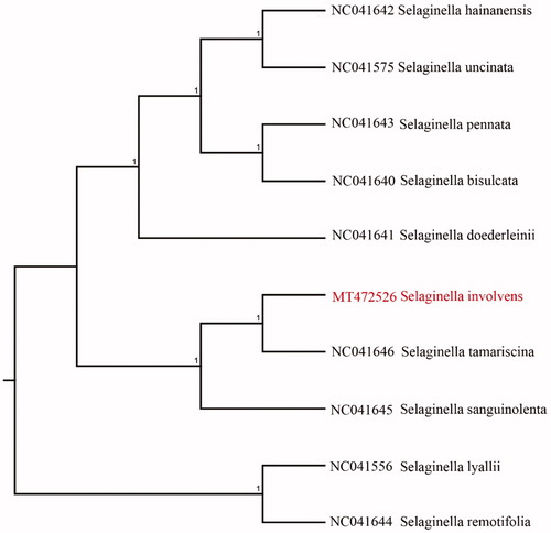 Figure 1. Neighbour-joining (NJ) analysis of Selaginella involvens and other related species based on the complete chloroplast genome sequence.