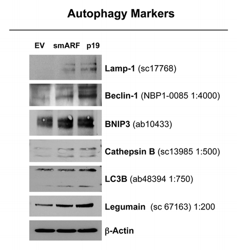Figure 5. Both smARF and p19(ARF) expression increases the susceptibility of fibroblasts to the onset of autophagy. Stable fibroblast cell lines were acutely treated with H202 and cultured for an additional 5 d. Then, the expression of autophagy markers was assessed. Note that the expression of either smARF or p19(ARF) increases the levels of a panel of autophagy markers (Lamp-1, Beclin-1, BNIP3, cathepsin B, LC3 and legumain). Blotting with β-actin is shown as a control for equal protein loading.
