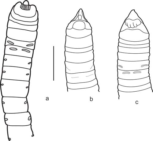 Figure 3. Neuropodial modification in Auchenoplax. a, Holotype of Auchenoplax crinita, ventral view; b,c, ventral view of two undescribed species of Auchenoplax.