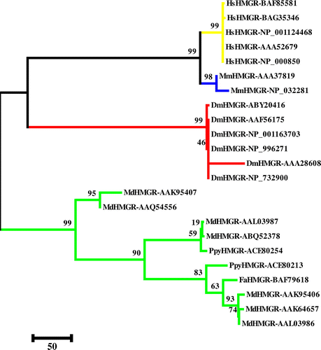 Figure 10. (Color online) Phylogenetic tree of HMGRs from plants and animals using the CLUSTAL-W (MEGA 5) program. The maximum parsimony (MP) method was used to construct the tree. The percentage of 1000 bootstrap replicates is given at each node. Based on the phylogenetic tree result, 23 protein sequences of HMGR were defined, approximating four major groups (yellow: human; blue: mouse; red: fruit fly and green: plant).