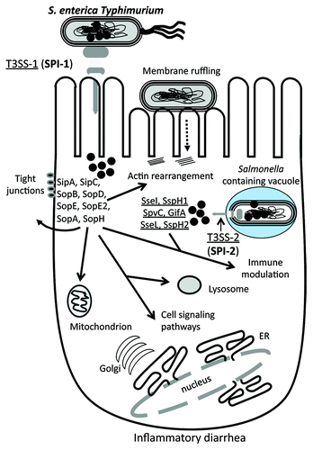 Figure 6. Schematic of the role of different effector protein functions and targets in S. enterica. Salmonella enterica encodes two T3SSs, each within a Salmonella pathogenicity island, SPI-1 and SPI-2. Similar to EHEC effector proteins, a number of effectors are required for intimate binding to the host cell surface, which leads to the uptake into a Salmonella containing vacuole (SCV). Within the SCV, the T3SSs translocates a range of effector proteins into the cytosol that allow for intracellular survival. The S. enterica effector proteins target the tight junctions, mitochondria and lysosomes, as well as several cell signaling pathways. Prophage-encoded effectors are shown in red. See text for details.