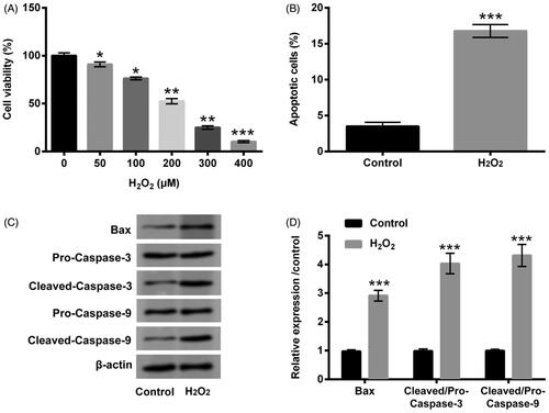 Figure 1. H2O2 caused PC12 cells damage. (A) PC12 cells were received the diverse dosages of H2O2 (0–400 µM) management, CCK-8 experiment was conducted to detect cell viability. The dosage of 200 µM H2O2 was selected and utilized to manage PC12 cells. CCK-8, flow cytometry and western blot experiments were implemented to examine (B) cell viability, (C) apoptosis and (D,E) Bax, Pro/Cleaved-Caspase-3 and Pro/Cleaved-Caspase-9 expression. *p < .05, **p < .01, ***p < .001.