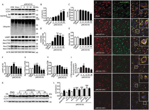 Figure 1. Permanent cerebral ischemia results in the dynamic change of ALP function. (a) The time-dependent changes of autophagy-lysosomal-related protein expression from 3 h to 48 h after pMCAO in ischemic cortex protein extracts. ACTB is used as a loading control. (b–h) Quantitative analysis of the immunoblotted proteins was performed with ImageJ. Statistical comparisons were carried out with ANOVA followed by Tukey’s test. Data are presented as mean ± SEM from 4 rats in each group. ***p < 0.001, **p < 0.01, *p < 0.05 vs. sham group. (i) Histograms showing the alterations of CTSB activity in the cortex of sham-operated rats and pMCAO-treated rats. CTSB activity was measured using a fluorimetric assay. Statistical comparisons were carried out with ANOVA followed by Tukey’s test. Data are presented as mean ± SEM from 4 rats in each group. **p < 0.01 vs. sham group. (j) The time-dependent changes of colocalization of LAMP2 with the lysosomal enzyme CTSB from 3 h to 48 h after pMCAO in ischemic cortex. Immunofluorescence images showing the colocalization of LAMP2-positive lysosomes (green) with the lysosomal enzyme CTSB (red) in the cortex of sham-operated rats and of pMCAO rats. Nuclei are stained with DAPI (blue). Scale bar: 20 μm. High-magnification images of the boxed areas are shown in the inserts. (k) Expression of LC3 in the sham-operated rats and pMCAO-treated rats with or without CQ. (l) Quantitative analysis of the LC3 protein, performed with ImageJ. Statistical comparisons were carried out with ANOVA followed by Tukey’s test. Data are presented as mean ± SEM from 4 rats in each group. **p < 0.01, *p < 0.05 vs. the same time point group without CQ. ###p < 0.001 vs. sham group. Pro, precursor form; Mat, mature form.