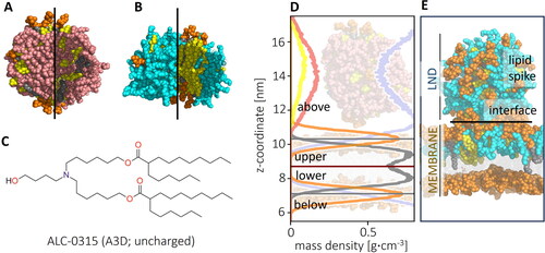 Figure 2. Outer and inner views of (A) deprotonated and (B) protonated LNDs (ILs in pink (deprotonated) and cyan (protonated), CHL in yellow, helper DSPC lipid headgroup in orange, tails in grey; (C) Structure of IL ALC-0315 (A3D) represented in uncharged (deprotonated) form; (D) Density profile of a starting structure of a deprotonated IL LND and POPC membrane, with mass densities of the headgroup shown in orange, tail in grey, CHL in yellow, IL in pink and water in light blue. The system was divided into four sections (above and below membrane, upper and lower leaflet) based on the position of the headgroup density peak; (E) Representation of parts of the system: LND (containing charged ILs) interacting with upper leaflet of a membrane forming a lipid spike connected to the membrane via the interface.