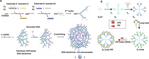 Figure 6 Design and application of DNA dendrimer in biomedicine. (A) DNA dendrimer–streptavidin for efficient signal amplification for biosensing. Adapted with permission from Zhao Y, Hu S, Wang H, et al. DNA dendrimer–streptavidin nanocomplex: an efficient signal amplifier for construction of biosensing platforms. Anal Chem. 2017;89(12):6907–6914. doi:10.1021/acs. analchem.7b01551.Citation140 Copyright (2017) American Chemical Society. (B) Multifunctional DNA dendrimers. Adapted with permission from Qu Y, Yang J, Zhan P, et al. Self-assembled DNA dendrimer nanoparticle for efficient delivery of immunostimulatory CpG motifs. ACS Appl Mater Interfaces. 2017;9(24):20324–20329. doi:10.1021/acsami.7b05890.Citation34 Copyright (2017) American Chemical Society.
