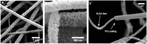 Figure 4. SEM images of PPy-coated PLGA fibres.