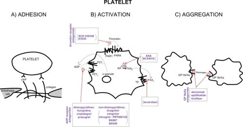 Figure 1 Scheme of platelet adhesion, activation, and aggregation processes – showing the key players and sites of action of antiplatelet agents. Drugs at various stages of investigation appear in parentheses.